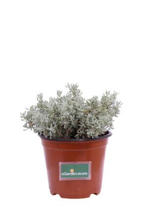 Santolina Chamaecyparissus v14 egarden.store online