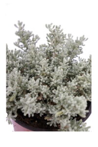 Santolina Chamaecyparissus v14 egarden.store online