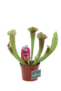 Sarracenia Fiona v9 egarden.store online