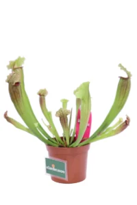Sarracenia Fiona v9 egarden.store online
