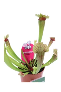 Sarracenia Fiona v9 egarden.store online