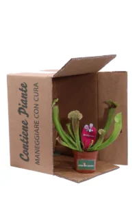 Sarracenia Fiona v9 egarden.store online