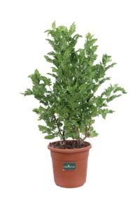 Tecoma X Smithii Tropical Twist v24 egarden.store online