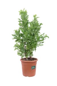 Tecoma X Smithii Tropical Twist v24 egarden.store online