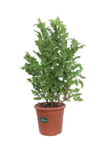 Tecoma X Smithii Tropical Twist v24 egarden.store online