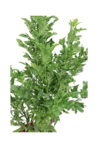 Tecoma X Smithii Tropical Twist v24 egarden.store online