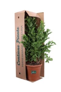 Tecoma X Smithii Tropical Twist v24 egarden.store online