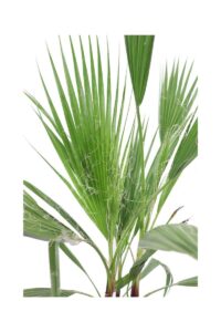 Washingtonia Robusta v24 egarden.store online