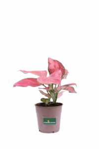 Aglaonema Pink Star v12 egarden.store online