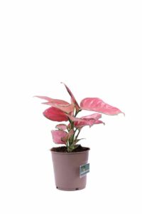 Aglaonema Pink Star v12 egarden.store online