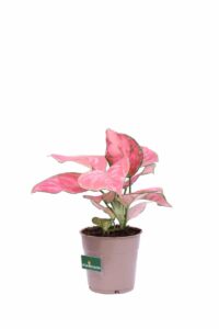 Aglaonema Pink Star v12 egarden.store online