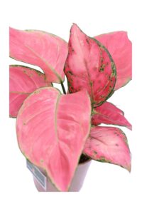Aglaonema Pink Star v12 egarden.store online
