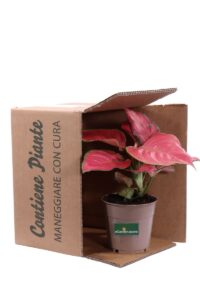 Aglaonema Pink Star v12 egarden.store online
