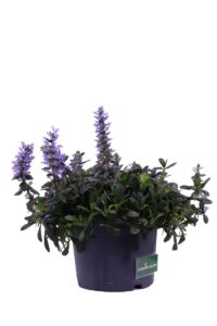 Ajuga Reptans Chocolate Chips v17 egarden.store online