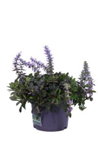Ajuga Reptans Chocolate Chips v17 egarden.store online