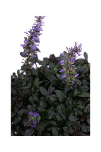Ajuga Reptans Chocolate Chips v17 egarden.store online