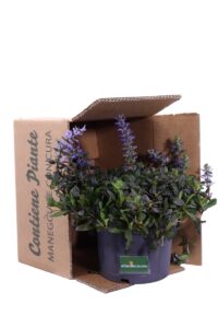 Ajuga Reptans Chocolate Chips v17 egarden.store online