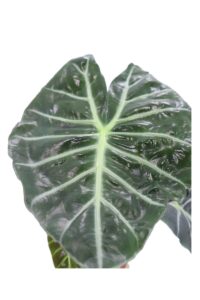 Alocasia Pink Dragon