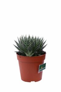 Aloe Aristata v14 egarden.store online