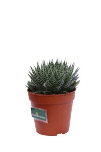 Aloe Aristata v14 egarden.store online