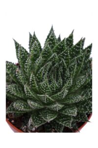 Aloe Aristata v14 egarden.store online