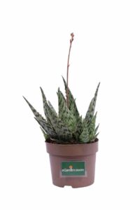Aloe Danyz v14 egarden.store online