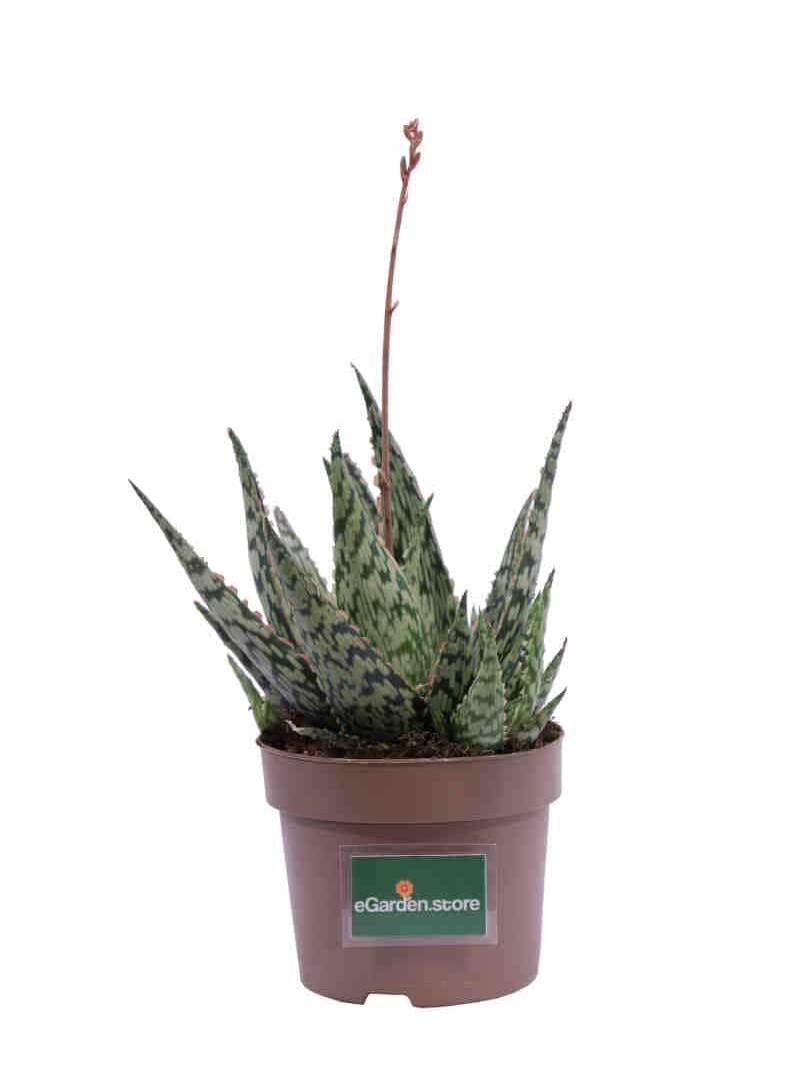 Aloe Danyz v14 egarden.store online