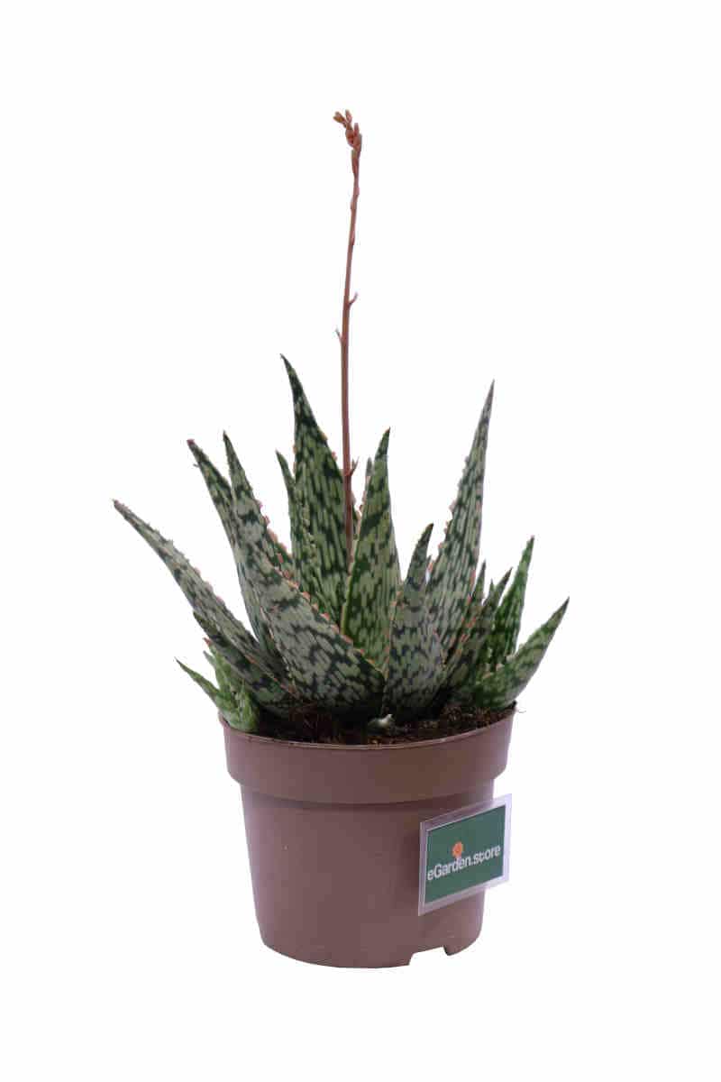 Aloe Danyz v14 egarden.store online
