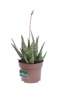 Aloe Danyz v14 egarden.store online