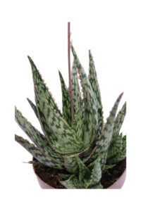 Aloe Danyz v14 egarden.store online
