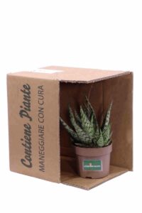 Aloe Danyz v14 egarden.store online