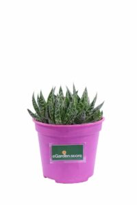 Aloe maculata v12 egarden.store online