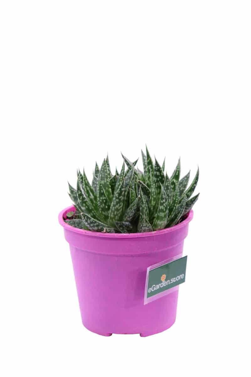 Aloe maculata v12 egarden.store online
