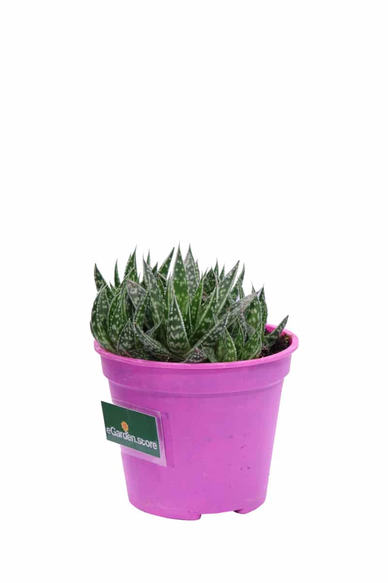 Aloe maculata v12 egarden.store online