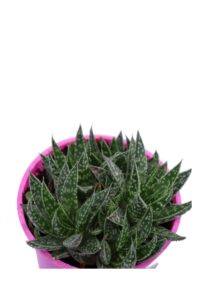 Aloe maculata v12 egarden.store online