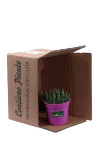 Aloe maculata v12 egarden.store online