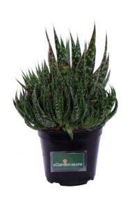 Aloe maculata v14 egarden.store online