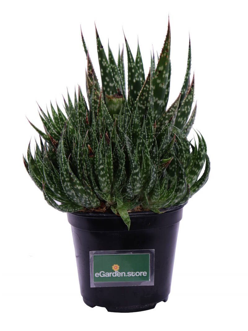 Aloe maculata v14 egarden.store online