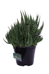 Aloe maculata v14 egarden.store online