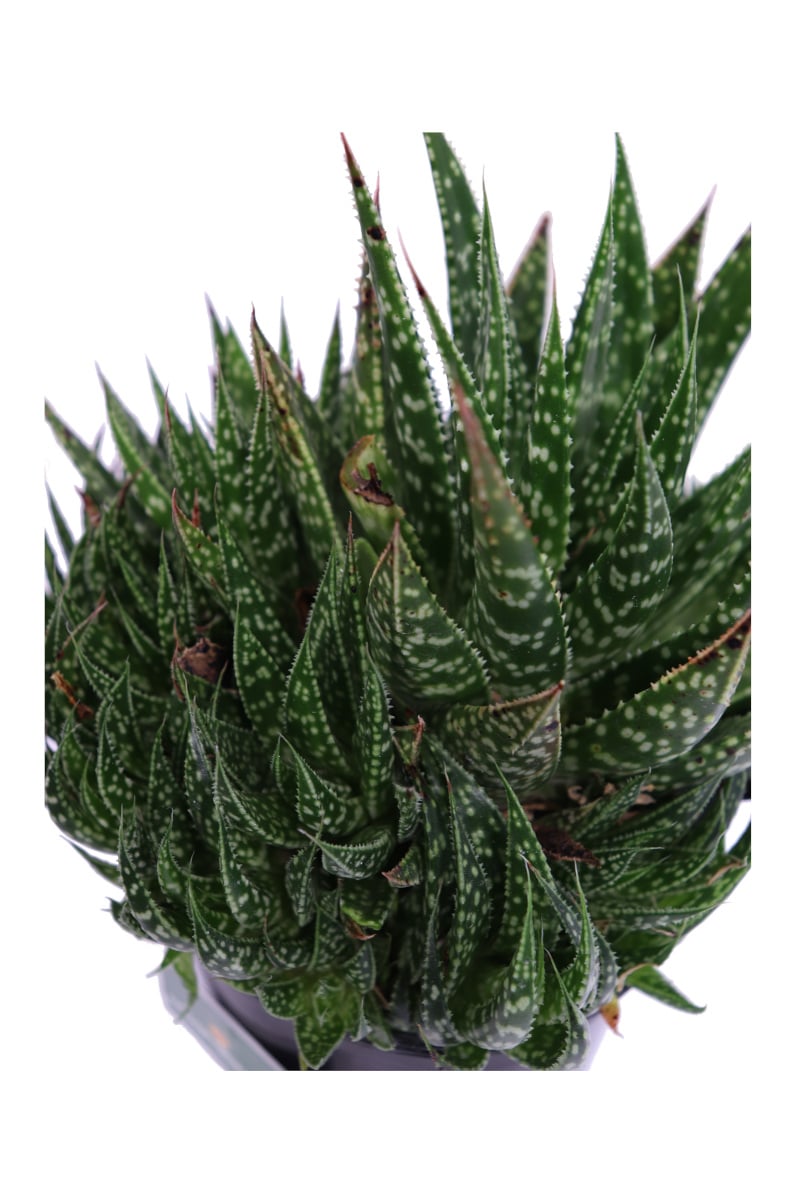 Aloe maculata v14 egarden.store online