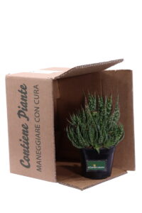 Aloe maculata v14 egarden.store online