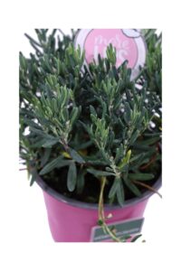 Andromeda Polifolia Blue Ice v13 egarden.store online