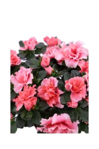 Azalea Japonica Salmone v14 egarden.store 4 Azalea Japonica Salmone v14 egarden.store online