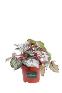 Begonia Beleaf Asian Tundra v13 egarden.store online