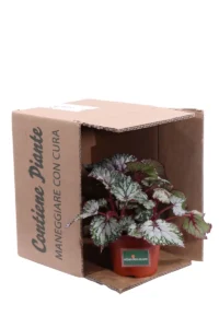 Begonia Beleaf Asian Tundra v13 egarden.store online