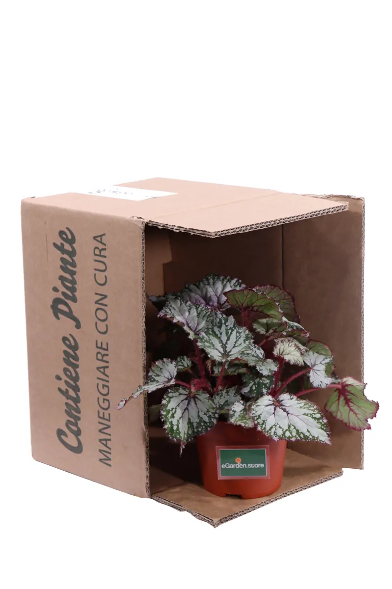 Begonia Beleaf Asian Tundra v13 egarden.store online