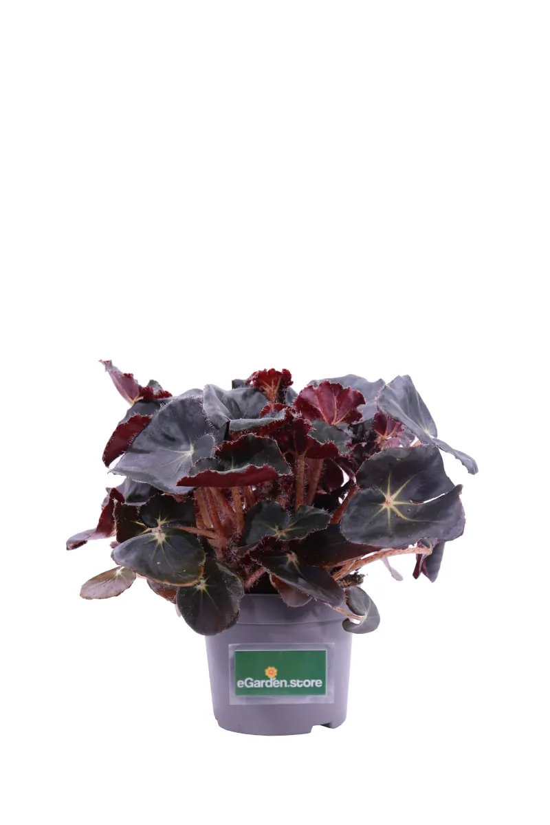 Begonia Blad Jungle Black v12 egarden.store online