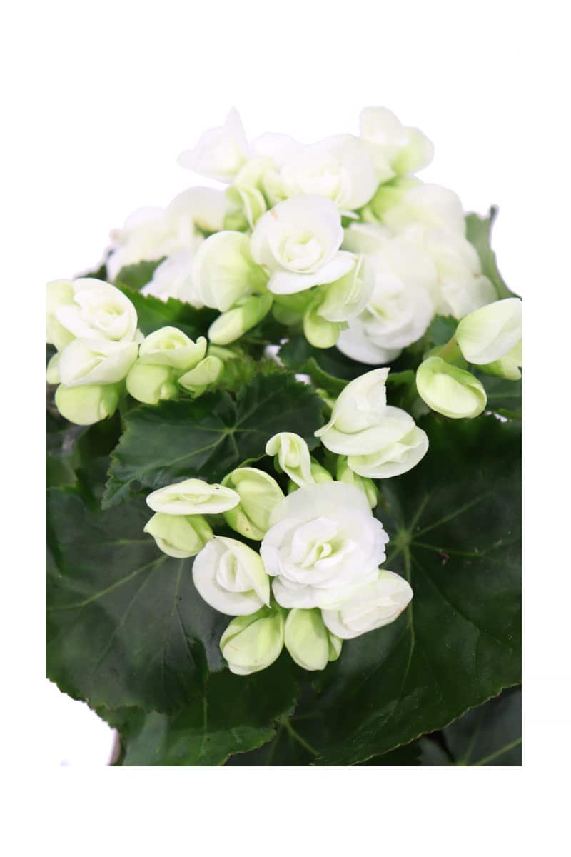 Begonia Elatior Bianca v12 egarden.store online