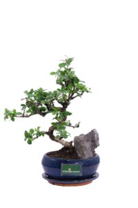 Bonsai Carmona Rock v16 egarden.store 1 Bonsai Carmona Rock v16 egarden.store online