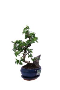 Bonsai Carmona Rock v16 egarden.store 2 Bonsai Carmona Rock v16 egarden.store online